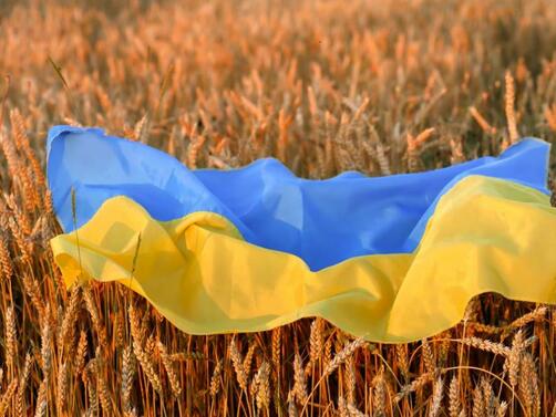 Руските сили са откраднали няколкостотин хиляди тона зърно в районите в