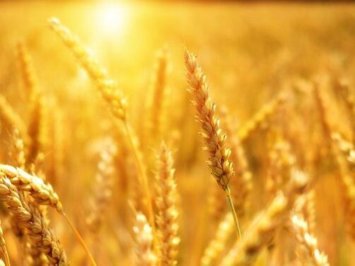 Няма опасност от зърнена криза в България Това заяви министърът на