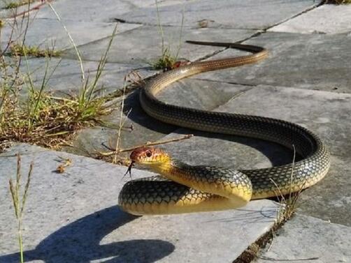 Нашествие от змии това лято. Затова алармираха зрители на NOVA.