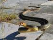 За последнте 10-ина дни: Трети ухапан от змия в Благоевградско