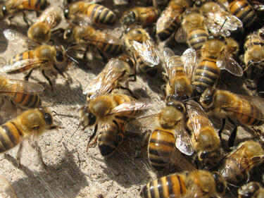 Хиляди пчели нападнаха болница в Белград 