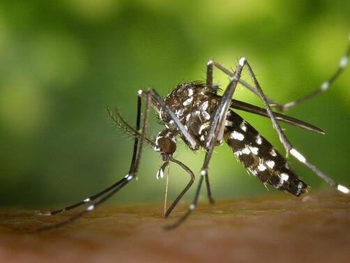 Броят на тигровите комари които пренасят вируса Зика се е