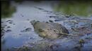 Тонове мъртва риба в река Одер (ВИДЕО)