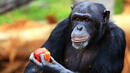Пленените шимпанзета са застрашен вид
