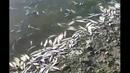 Тонове мъртва риба изплува от язовир и шокира бургазлии край квартал "Меден рудник" ВИДЕО