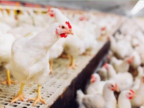 Работник в испанска птицеферма е заразен с птичи грип. Според
