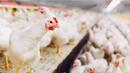 Работник в испанска птицеферма е заразен с птичи грип