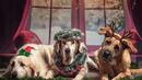 Коледа с любов: Благотворителна акция събира храна за бездомни кучета
