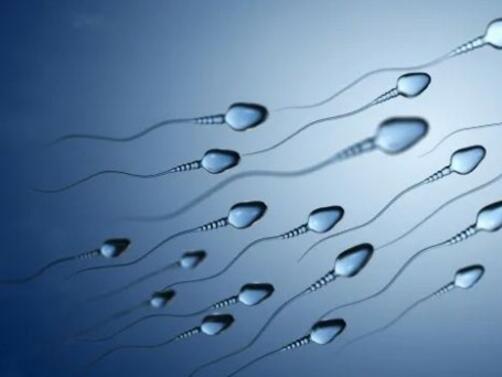 Броят на човешките сперматозоиди е намалял с повече от 50