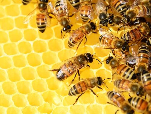 Какво би се случило с човечеството ако пчелите изчезнат Що