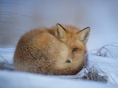 Следващата седмица ще завали сняг?