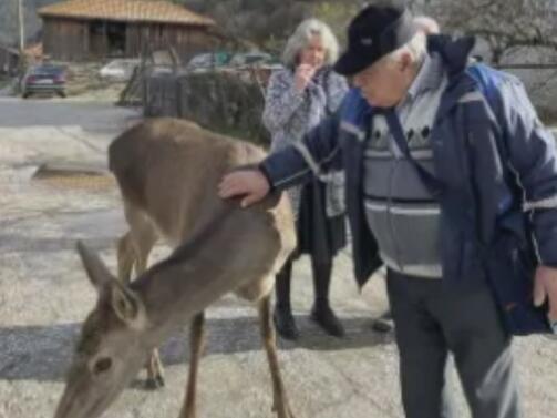 Кошута която яде вафли от човешка ръка и позволява да