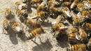 ﻿Спасиха живота на нажилени от рояк пчели