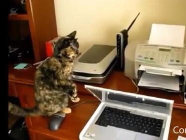 Котка и принтер - забава или омраза за цял живот?
