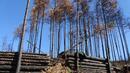 Заводи за дървесина спират работа 