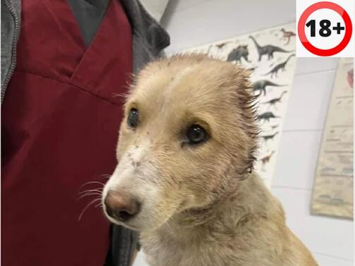 Трима изверги са задържани за зверското посегателство върху кучето Фейт