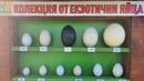 За Великден в Зоопарк Бургас подреждат уникална колекция от екзотични яйца на диви и питомни птици