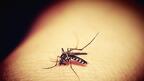 Опасен ли е тигровият комар и какви болести пренася?

