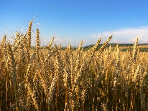 Румъния няма да забрани едностранно вноса на зърно от Украйна