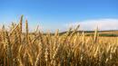Румъния няма да спре вноса на украинско зърно, недоволство от забраната в Унгария
