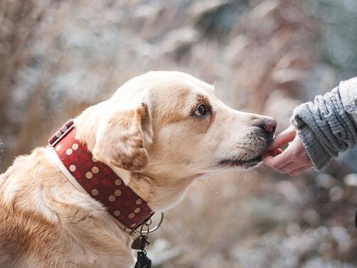 Започва безплатна кастрация на домашни кучета в Стара Загора  Тя ще