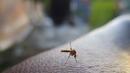 Вижте как Кипър се бори с нашествието от комари