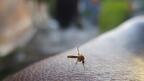 Спрейовете против насекоми опасни за здравето!