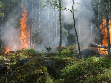 Пожарът в Рила е локализиран. Гасенето продължава 