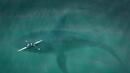 Агресивни кокаинови акули щурмуват плажовете, предупреждават специалисти
