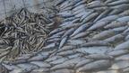 България: Когато край плажа вони, а в реката рибата измира
