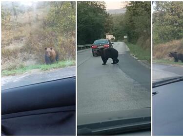 Мечка тормози Троян и региона, разхожда се по асфалта ВИДЕО