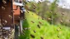 Пчеларите не искат внос на китайски мед