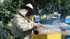 И пчеларите въстанаха - искат стопиране на вноса на нискокачествен мед от Китай