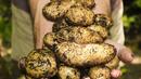 Картофите – вредни или полезни за здравето?
