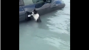 Спасиха котка от наводнението в Дубай, задържала се за дръжката на кола (ВИДЕО)