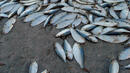 Мъртва риба покри Янтра