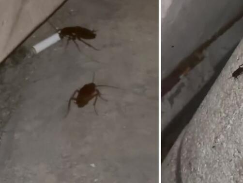 Жители на Русе алармират за масово нашествие на хлебарки в центъра на града В публикация във Facebook
