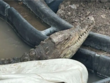 Мъж отглежда крокодил в дупка край пътя в София (СНИМКИ)