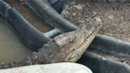 Мъж отглежда крокодил в дупка край пътя в София (СНИМКИ)