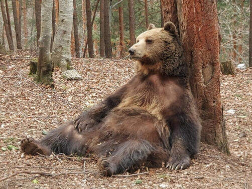 С натъжени сърца Ви съобщаваме че мечокът Боби вече не