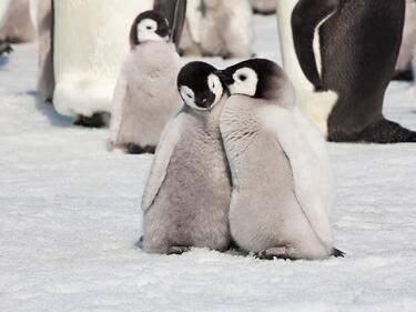 "Енергийна ефективност" спасява пингвинчетата по време на глад