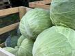 Заради ниски изкупни цени и липса на пазар земеделци унищожават реколтата си от зеле
