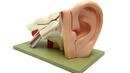 Учени създадоха бионично ухо
