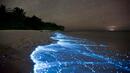 <p>Това явление се нарича биолуминисценция. То е процес в живите организми, при който енергията от химически реакции се отделя под формата на светлина.</p>