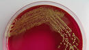 Европейските земеделски министри обсъждат ситуацията с E.coli