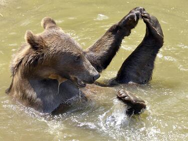 Новият дом на швейцарската мечка Берна е в Добрич