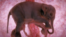 Удивителните снимки на неродени животни