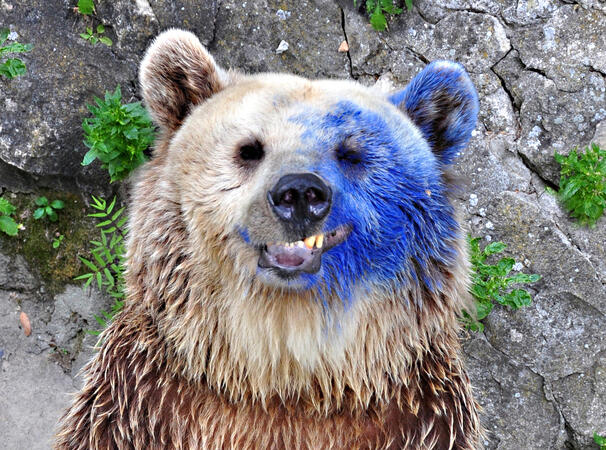 Бриджит Бардо идва на гости на синята мечка 