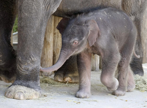 Хипопотамче пигмей се роди в Чили, малко слонче радва хората в Тексас