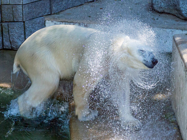 В тези летни месеци животните от зоологическите паркове по света  релаксират по различен начин. И ако български мечоци се разхлаждат със  сладолед от риба, плодове и мед, полярните мечки в един от германските  зоокътове предпочитат да си вземат студени душове.